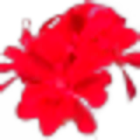 Pelargonium