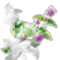 Pennyroyal
