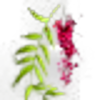 Peruvian Pepper