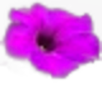 Petunia