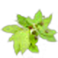 Pimento Leaf