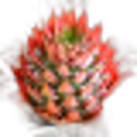 Pineapple blossom