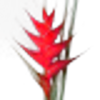 Pink Flamingo Heliconia