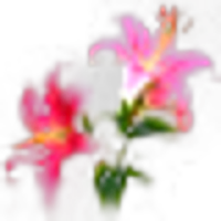 Pink Lily