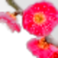 Plum Blossom