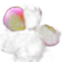 Plumeria
