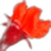 Pomegranate Blossom