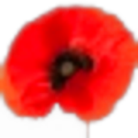 Poppy