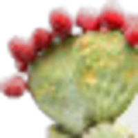 prickly pear