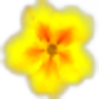Primrose