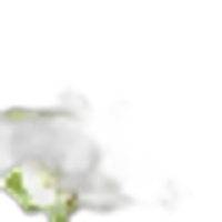 Privet