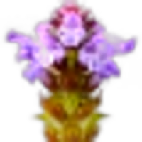 Prunella