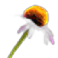 Purple Coneflower