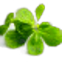 Purslane