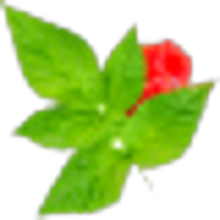 Raspberry Leaf