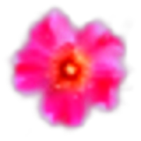 Rosa Rubiginosa