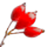 Rose Hip