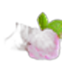 Rose Jam