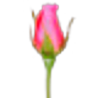 Rosebud