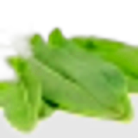 Rumex