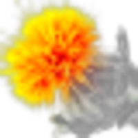 Safflower