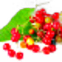 Sarsaparilla