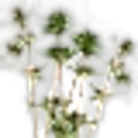 Satureja