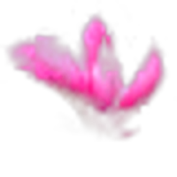 Saucer Magnolia