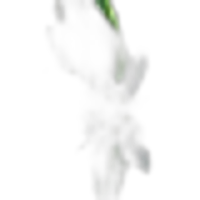 Sea Daffodil