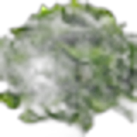 Seaweed