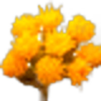 Senecio