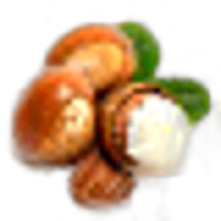 Shea Nuts