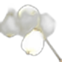 Snowberry
