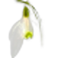 Snowdrops
