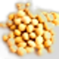 Soybean