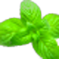 Spearmint