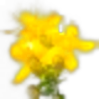 St. John's Wort