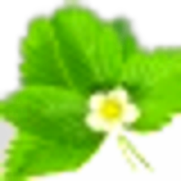 Strawberry Leaf