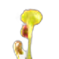 Sundew