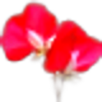 Sweet Pea