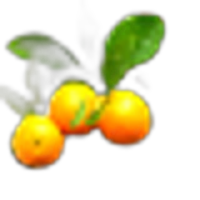 Tangerine Leaves