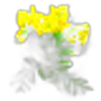 Tansy