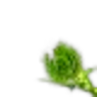 Thistle