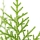 Thuja