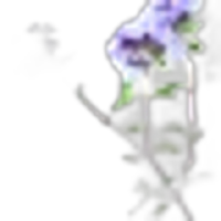 Thyme