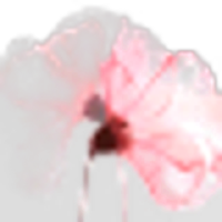 Transparent Flowers