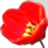 Tulip