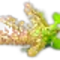 Tulsi