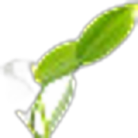 Vanilla Leaves