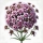 Vervain